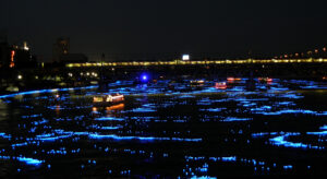 東京ホタルの光景写真